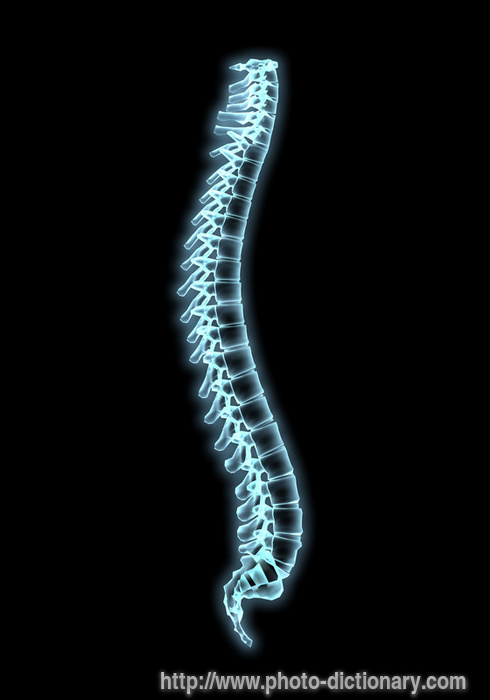 spine - photo/picture definition - spine word and phrase image
