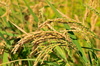 rice plantation - photo/picture definition - rice plantation word and phrase image