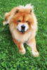 chow chow - photo/picture definition - chow chow word and phrase image