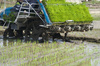 rice transplanting - photo/picture definition - rice transplanting word and phrase image