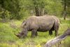 rhino - photo/picture definition - rhino word and phrase image