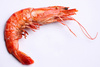 shrimp - photo/picture definition - shrimp word and phrase image