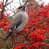 waxwing - photo/picture definition - waxwing word and phrase image