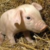 Domestic pig - photo/picture definition - Domestic pig word and phrase image