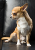 chihuahua - photo/picture definition - chihuahua word and phrase image