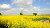 rapeseed field - photo/picture definition - rapeseed field word and phrase image