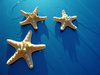 starfish - photo/picture definition - starfish word and phrase image