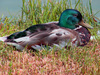 duck - photo/picture definition - duck word and phrase image