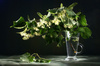 lime flowers - photo/picture definition - lime flowers word and phrase image
