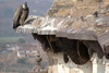Indian vulture - photo/picture definition - Indian vulture word and phrase image