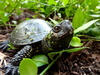 European marsh turtle - photo/picture definition - European marsh turtle word and phrase image
