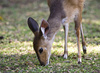young antelope - photo/picture definition - young antelope word and phrase image