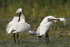 spoonbills - photo/picture definition - spoonbills word and phrase image