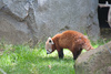 red panda - photo/picture definition - red panda word and phrase image