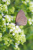 ringlet butterfly - photo/picture definition - ringlet butterfly word and phrase image