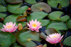 water lillies - photo/picture definition - water lillies word and phrase image