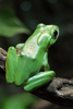 Chinese gliding frog - photo/picture definition - Chinese gliding frog word and phrase image