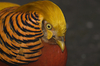 golden pheasant - photo/picture definition - golden pheasant word and phrase image