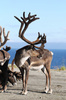 reindeer - photo/picture definition - reindeer word and phrase image