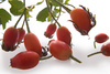 dog rose hips - photo/picture definition - dog rose hips word and phrase image