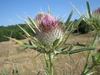 cotton thistle - photo/picture definition - cotton thistle word and phrase image