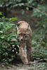 eurasian lynx - photo/picture definition - eurasian lynx word and phrase image