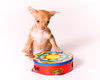 chihuahua puppy - photo/picture definition - chihuahua puppy word and phrase image