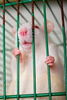 rat - photo/picture definition - rat word and phrase image