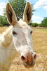 donkey - photo/picture definition - donkey word and phrase image