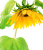 sunflower petals - photo/picture definition - sunflower petals word and phrase image