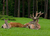 stag - photo/picture definition - stag word and phrase image