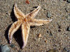 star fish - photo/picture definition - star fish word and phrase image