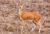 springbok antelope - photo/picture definition - springbok antelope word and phrase image