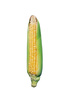 ripe corn - photo/picture definition - ripe corn word and phrase image