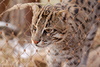 fishing cat - photo/picture definition - fishing cat word and phrase image