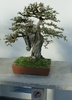 Chinese elm - photo/picture definition - Chinese elm word and phrase image