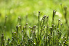 spring grass - photo/picture definition - spring grass word and phrase image