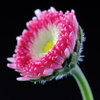 English daisy - photo/picture definition - English daisy word and phrase image