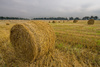 golden hay - photo/picture definition - golden hay word and phrase image