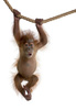 sumatran orangutan - photo/picture definition - sumatran orangutan word and phrase image